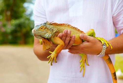 Exotic Pet services Dilley, Texas