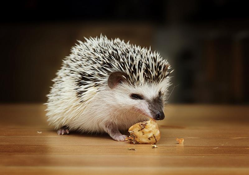 Pocket Pet services Dilley, Texas 