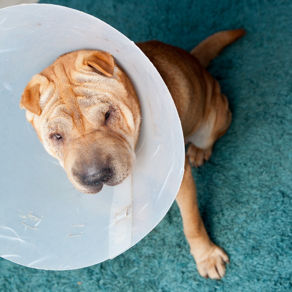 Surgery Dilley, Texas 