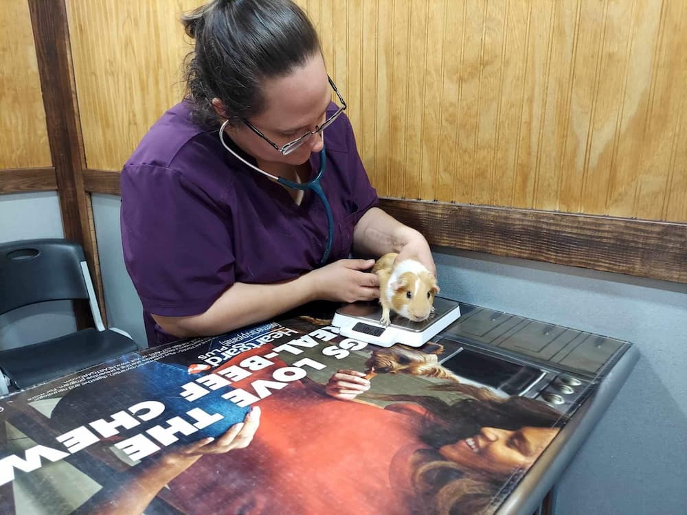 Pocket Pet services Dilley, Texas